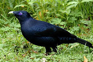 Ptilonorhynchus violaceus