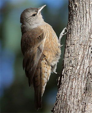 Climacteris picumnus