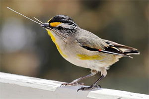 Pardolatus striatus ornatus
