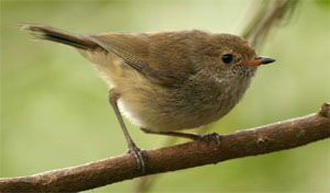 Acanthiza pusilla