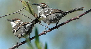 Pomatostomus ruficeps