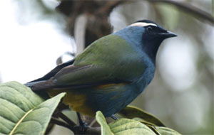 Paramythia montium montium