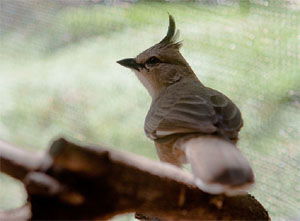 Psophodes occidentalis
