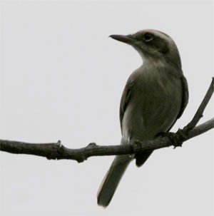 Tephrodornis pondicerianus