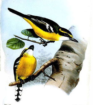 Macaerirhynchus flaviventer