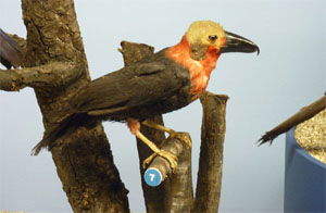 Pityriasis gymnocephala