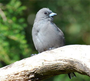 Artamus cyanopterus