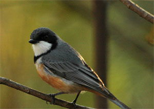 Pachycephala rufiventris