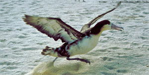 Phoebastria albatrus