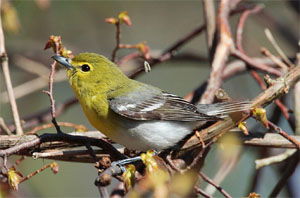 Vireo flavifrons