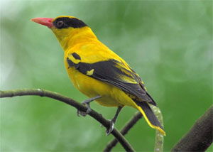 Oriolus chinensis