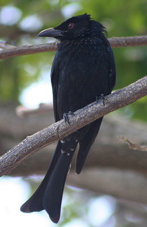 Dicrurus bracteatus