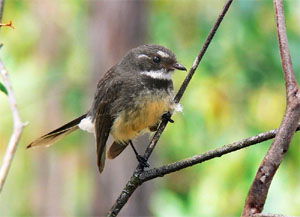 Rhipidura albiscapa