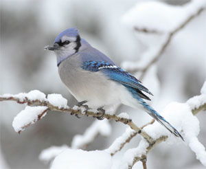 Cyanocitta cristata