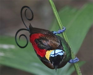 Cicinnurus respublica