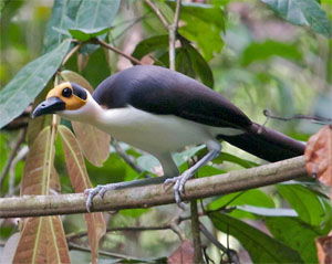 Picathartes gymnocephalus