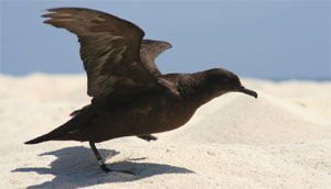 Puffinus nativitatis