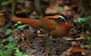 Eupetes macrocerus
