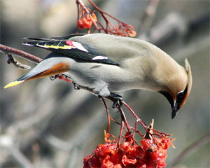 Bombycilla cedrorum