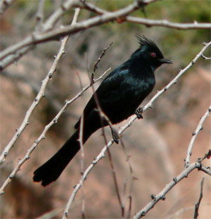 Phainopepla nitens