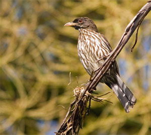 Dulus dominicus