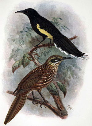 Moho apicalis
