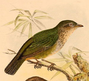 Hylocitrea bonensis