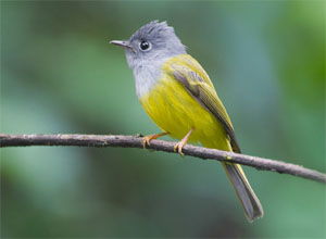 Culicicapa ceylonensis