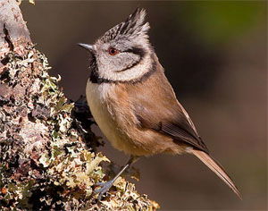 Lophophanes cristatus