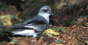 Oceanodroma furcata