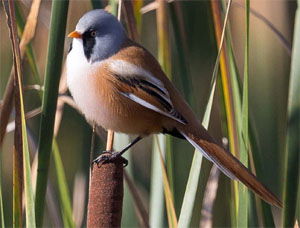 Panurus biarmicus
