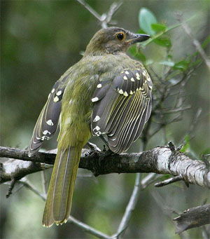 Nicator gularis