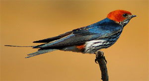 Hirundo abyssinica