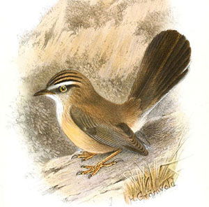Scotocerca inquieta