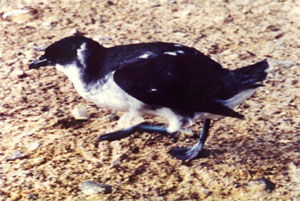 Pelecanoides garnotii