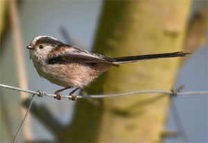 Aegithalos caudatus