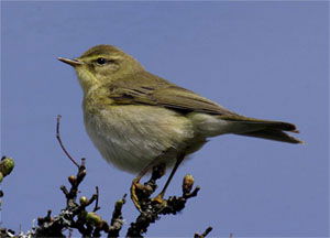 Phylloscopus trochilus