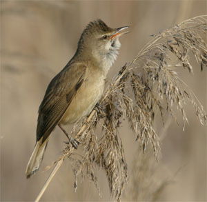 Acrocephalus arundinaceus