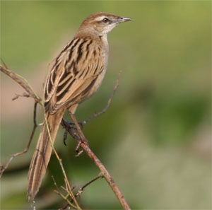 Megalurus palustris