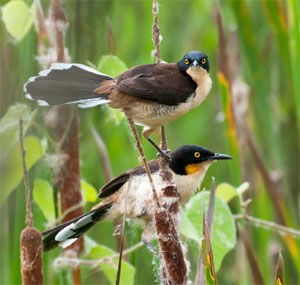 Donacobius atricapilla