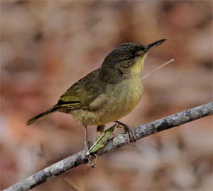Bernieria madagascariensis