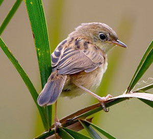 Cisticola exilis
