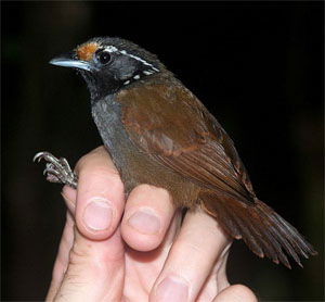 Stachyris leucotis