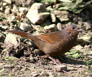 Garrulax lineatus
