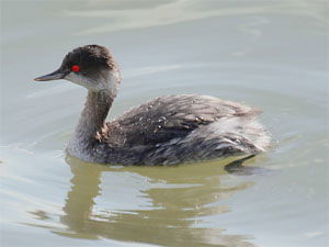 Podiceps nigricollis