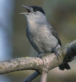 Sylvia atricapilla