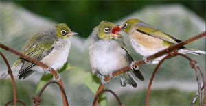 Zosterops lateralis