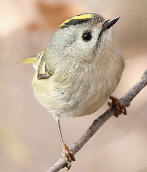 Regulus regulus japonensis