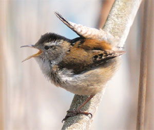 Cistothorus palustris