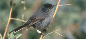 Polioptila californica